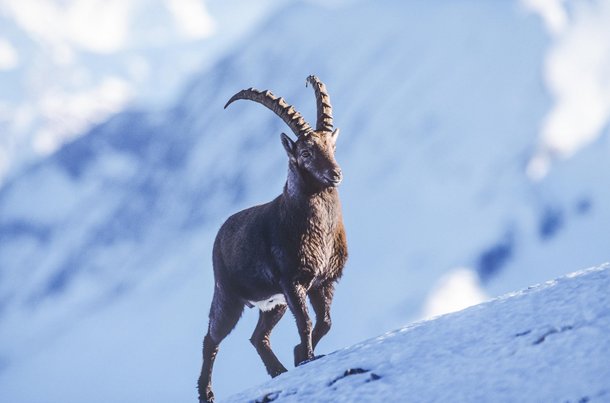 Wildtiere in Davos Klosters sind darauf angewiesen, dass sich Wintersportler an die Wildruhezonen halten.