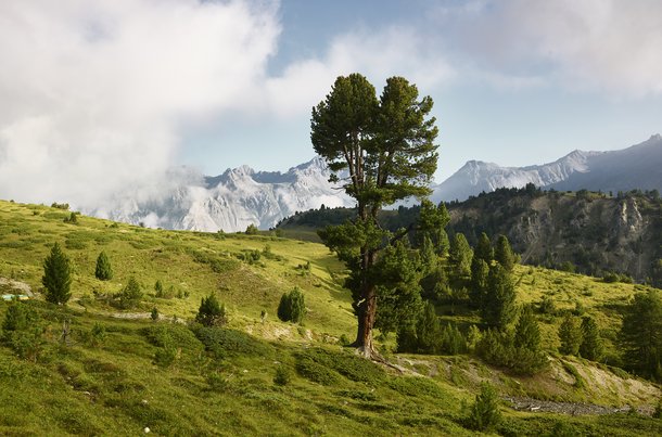 Der Schweizerische Nationalpark zählt zu den Höhepunkten des Roadtrips Alpine Circle durch Graubünden, Schweiz.