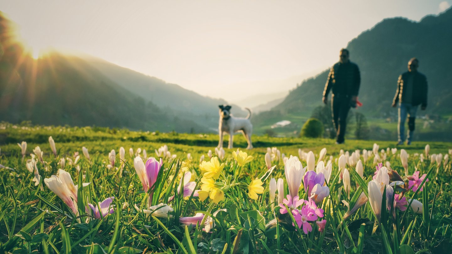 Spaziergänge durch die blühende Landschaft lohnen sich im April und Mai in Davos, Schweiz.