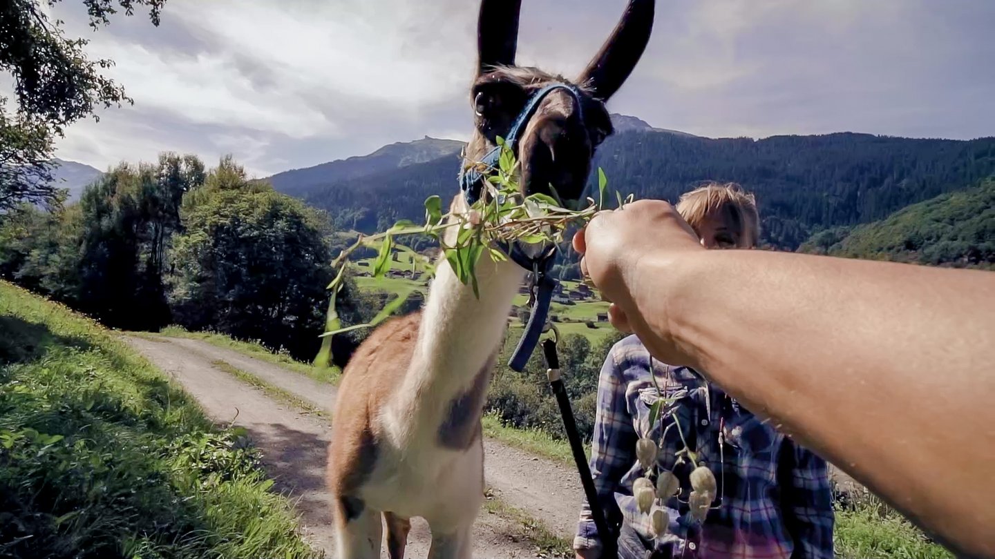 Llama trekking in Davos Klosters with the summer guest programme.