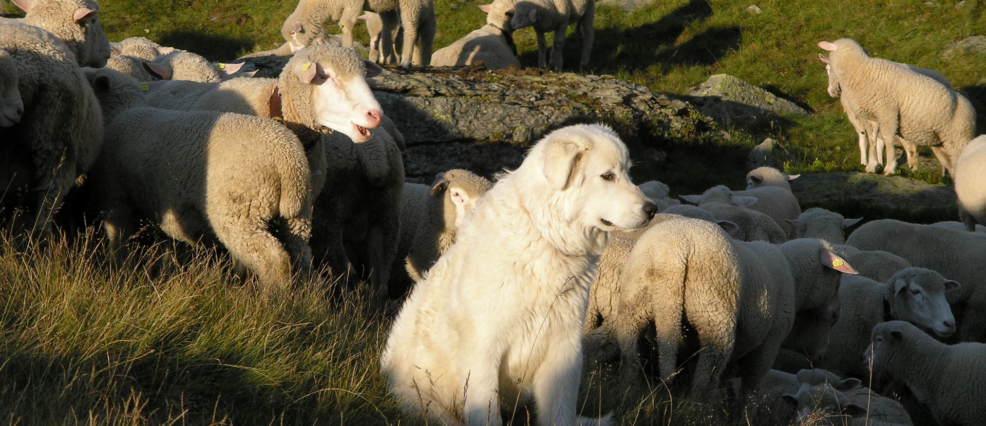 Suckler cows, Sheepdogs and Wolves