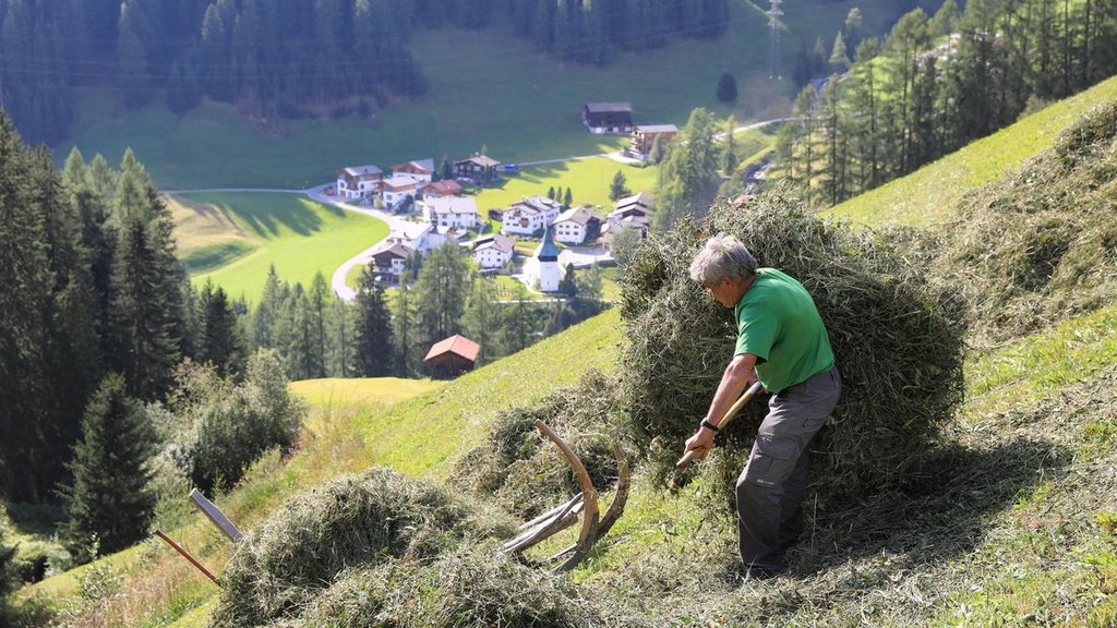 Übernachten Sie auf einem Bauernhof in Davos Klosters und lernen Sie das Leben der Bergbauern beim Heuen kennen.