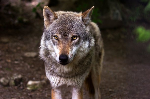 Mit unseren Verhaltenstipps meistern Sie eine Begegnung mit einem Wolf in Davos Klosters beim Wandern.