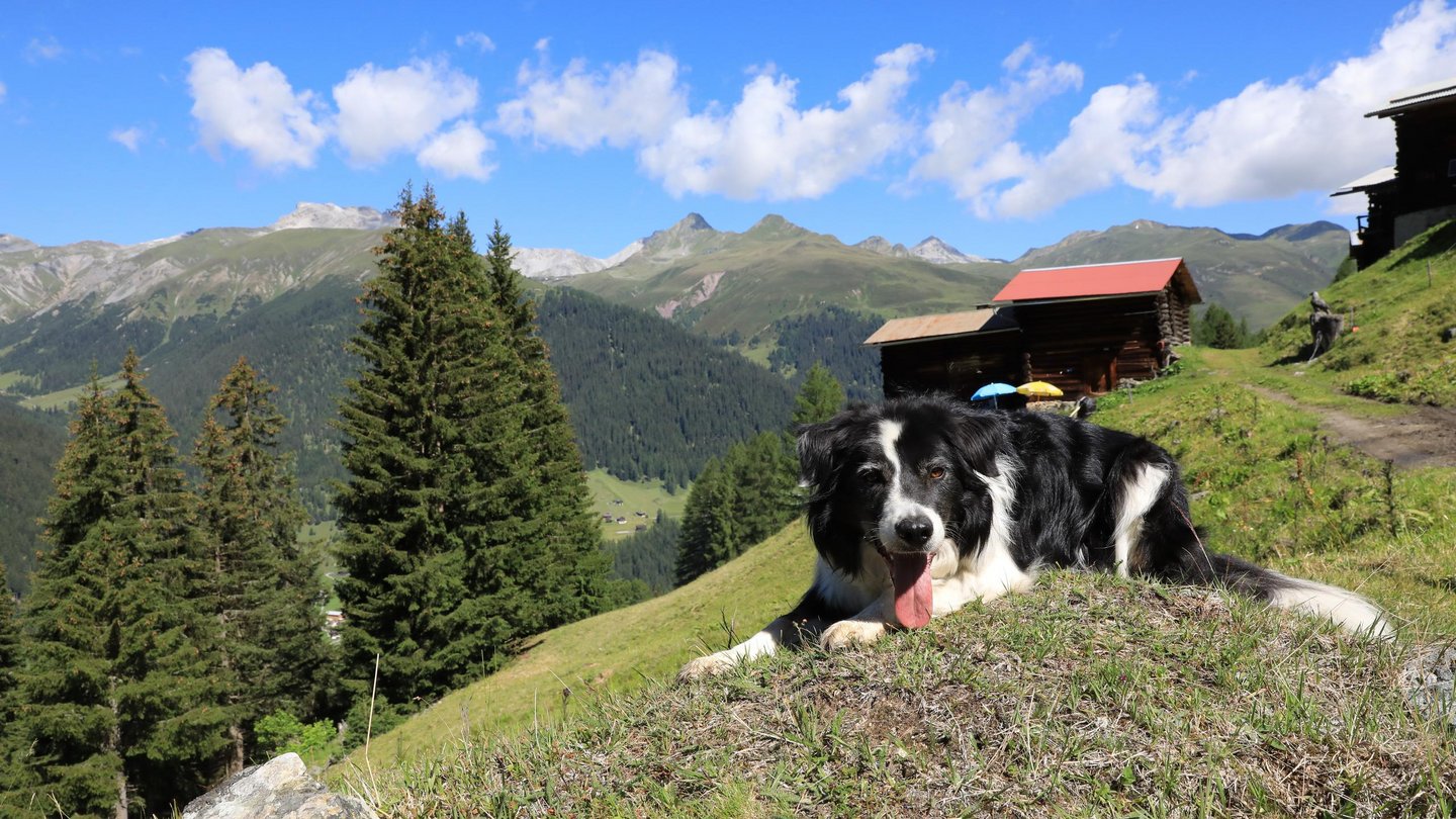 In Davos Klosters fühlen sich Hunde in den Ferien pudelwohl.