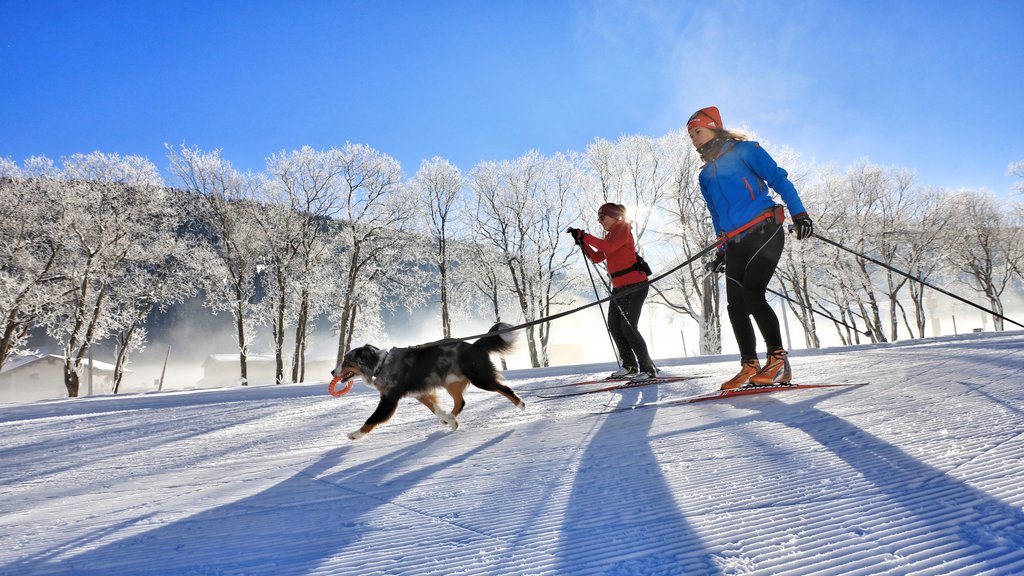 In Davos Klosters gibt es im Winter spezielle Hunde-Loipen.