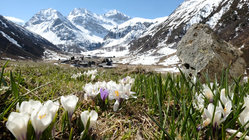 Erste Krokusse blühen im April im Davoser Seitental Sertig. 